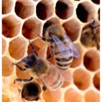 Колаж от 4 изображения с мед, медна пита и буркан с мед