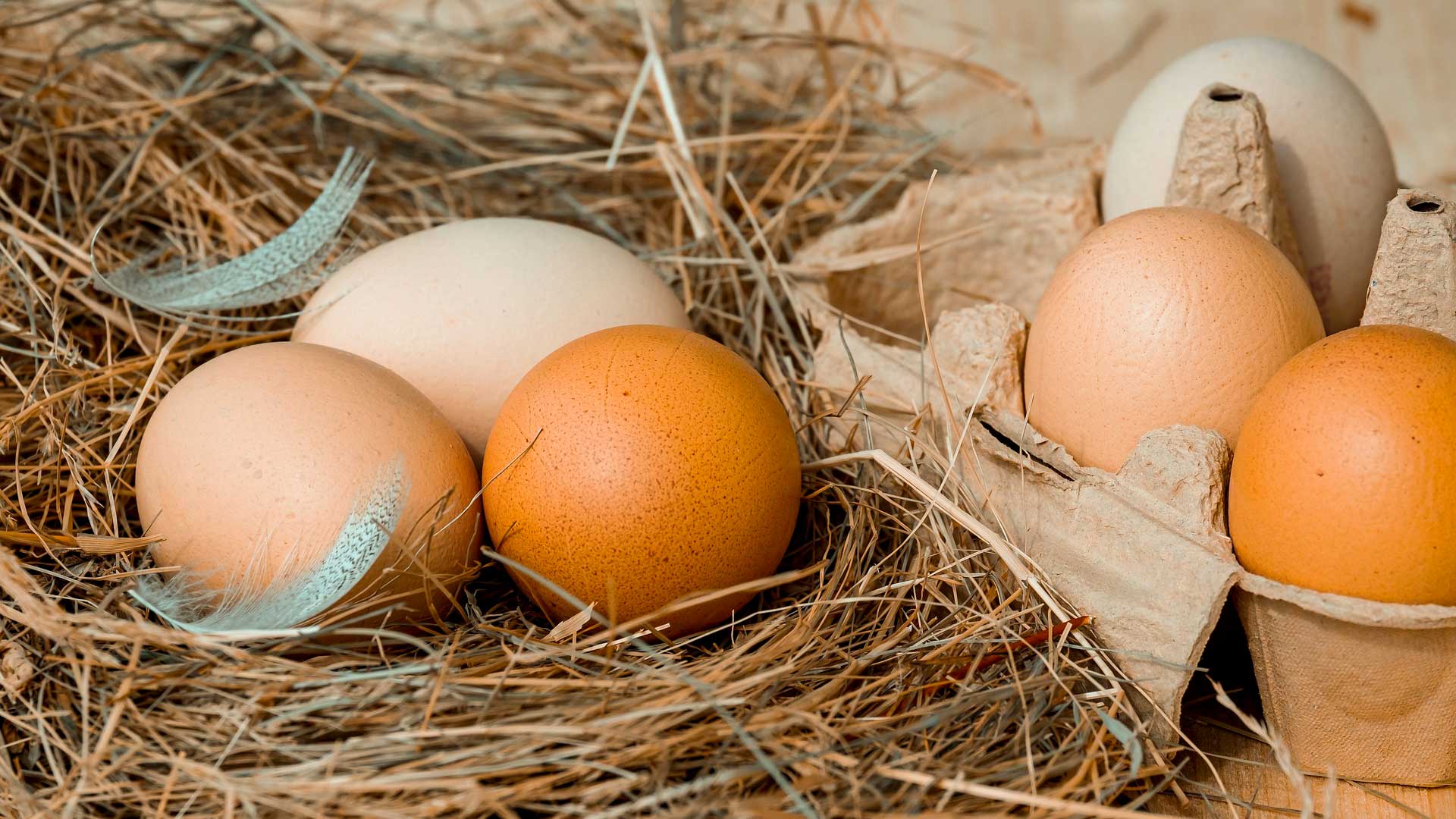 Яйцата - полезни факти + 3 бързи рецепти от MateKitchen