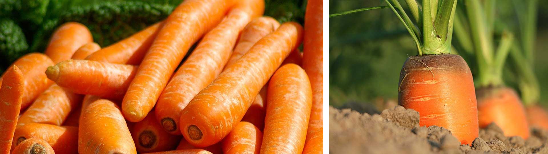 Колаж от две фотографии с моркови