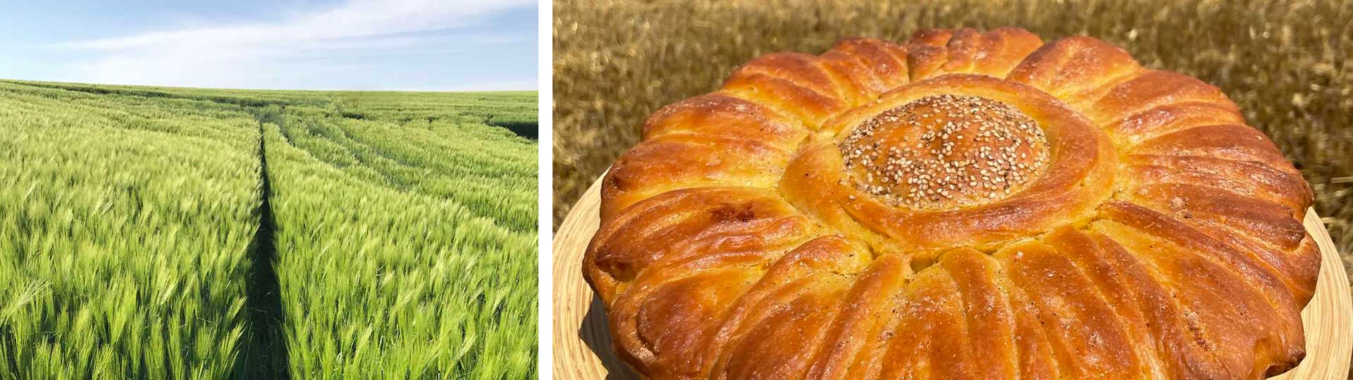 колаж от две изображения - житно поле и домашен хляб