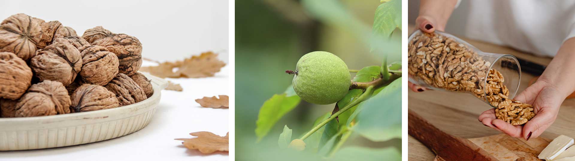 Как да изберете и съхранявате орехи